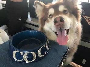 娱乐吃瓜酱安乐狗狗,娱乐吃瓜酱的温馨故事